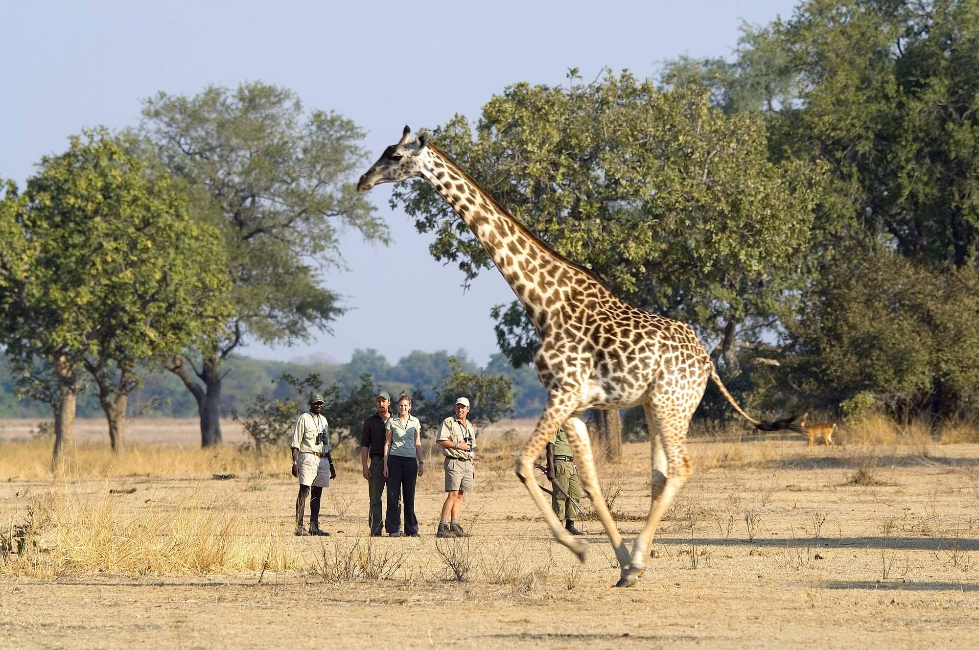 Robin Pope Safaris Mobile Walking In South Luangwa National Park Zambia Expert Africa