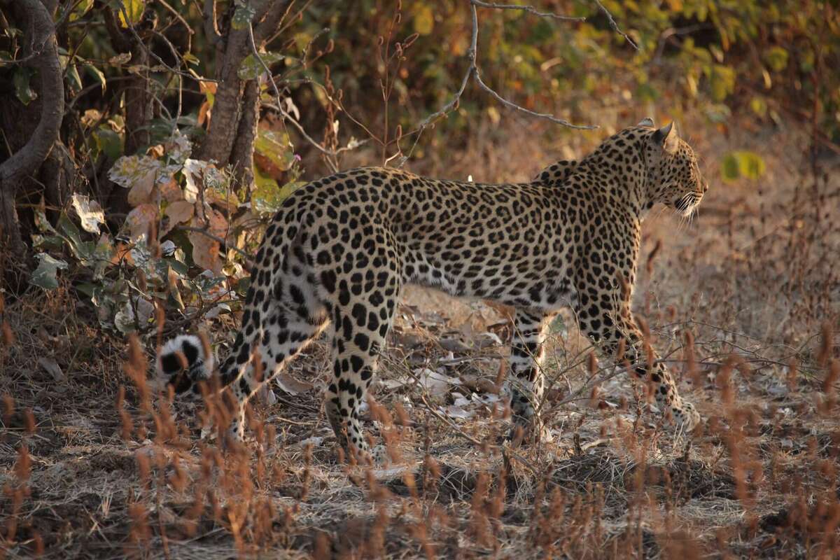 South Luangwa National Park | Zambia | Expert Africa