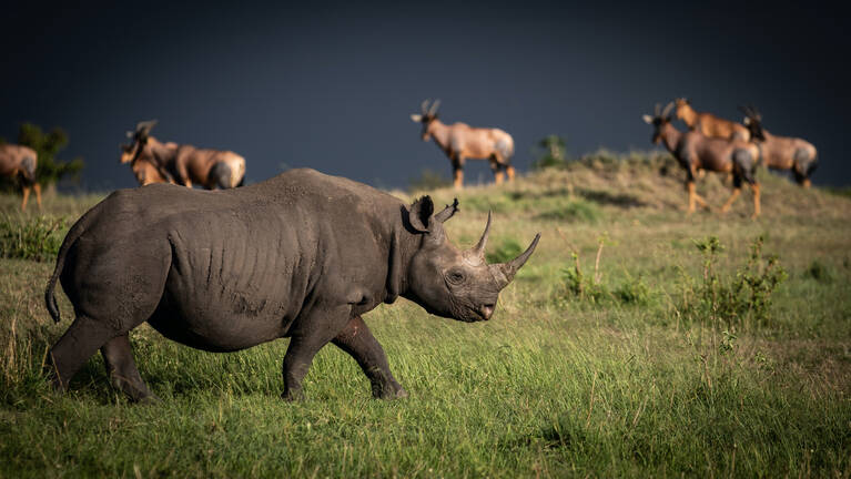 Tanzania Wildlife | 5088 sightings of species across Tanzania | Expert