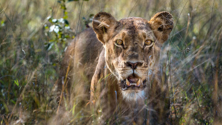 Zimbabwe Wildlife 2107 Sightings Of Species Across Zimbabwe Expert