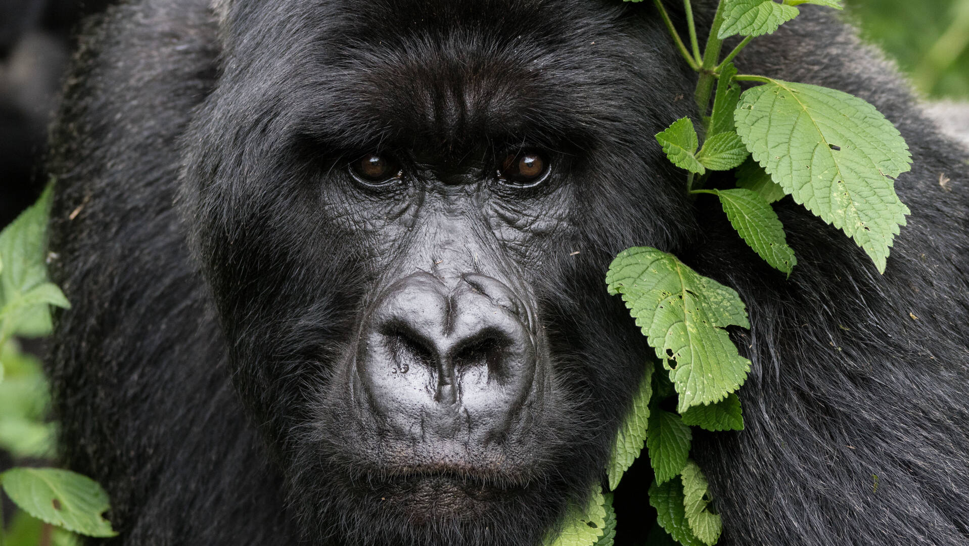 Rwanda Gorilla Trekking Safaris Expert Africa