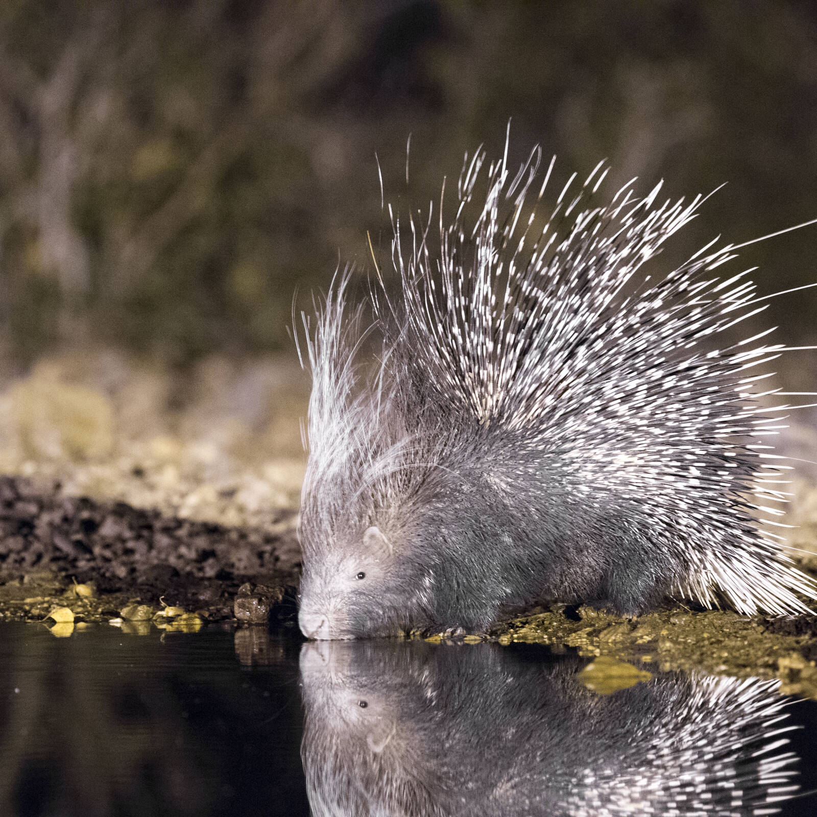 Wildlife in Namibia - small mammals