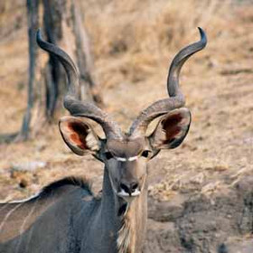 Namibia Wildlife - large antelope