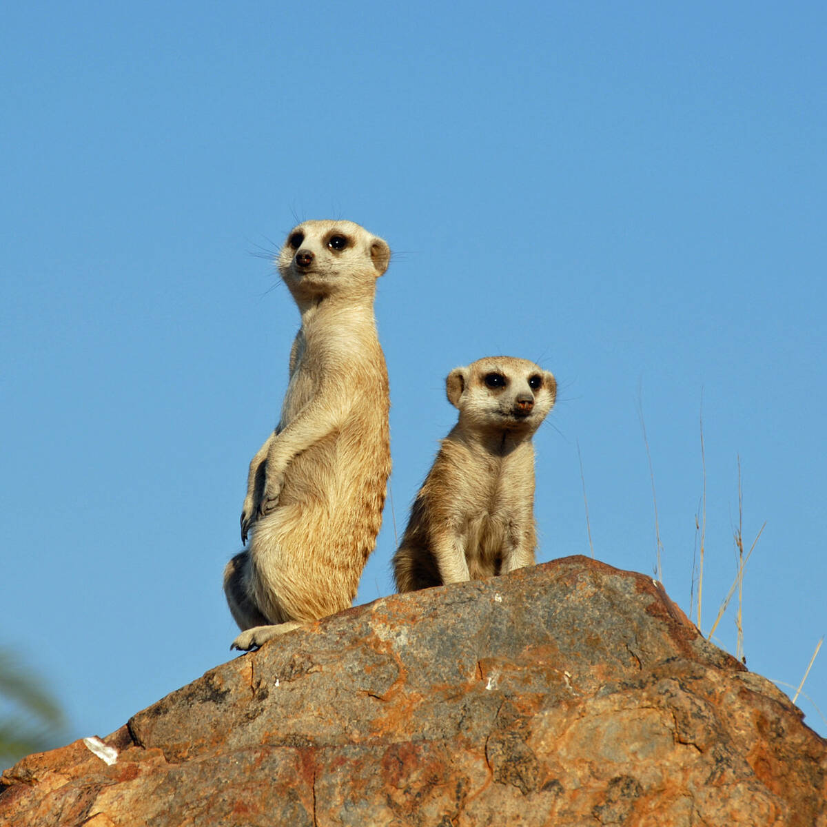 Wildlife in Namibia - small mammals