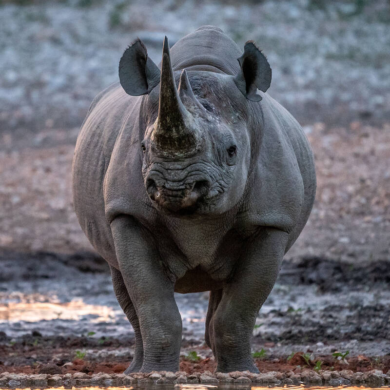 Wildlife in Namibia - large herbivores