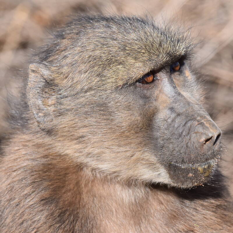 Wildlife in Namibia - Primates