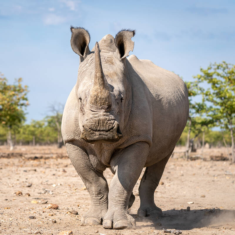 Wildlife in Namibia - Large herbivores