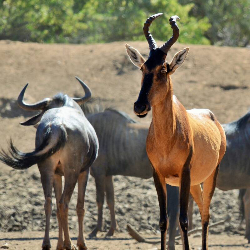 Namibia Wildlife - large antelope