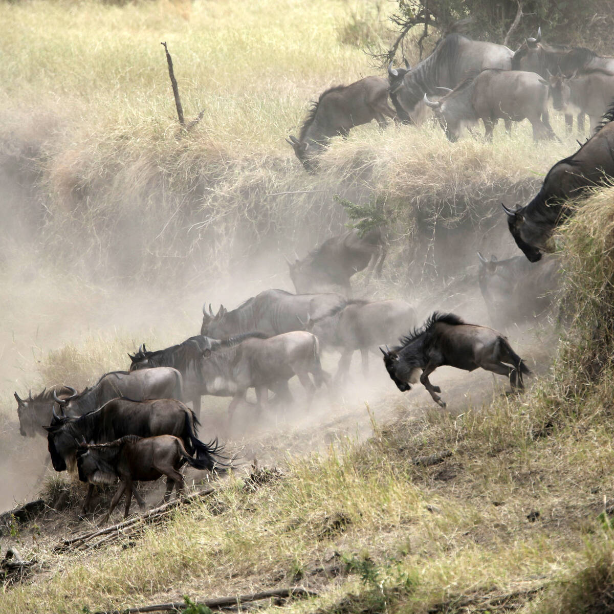 serengeti-wildebeest-migration-explained-with-moving-map