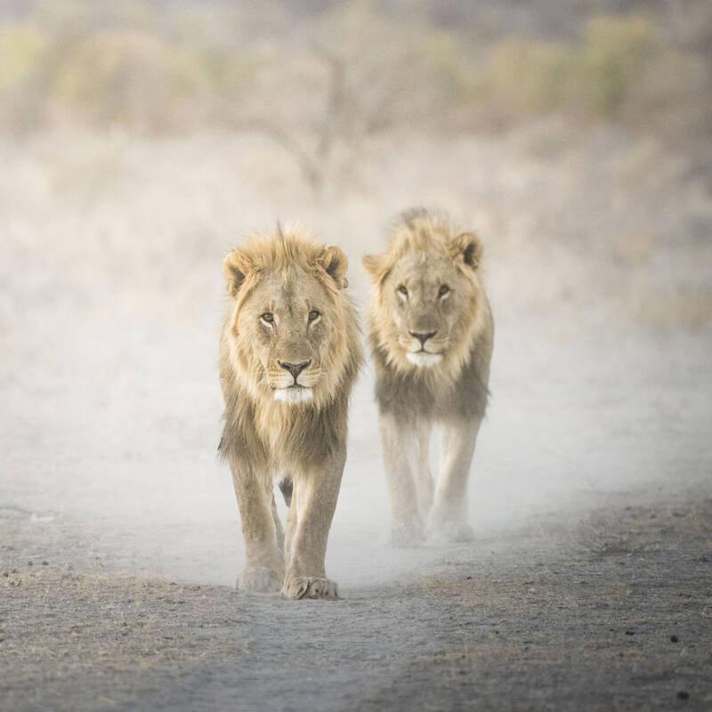 Wildlife in Namibia - Cats and Dogs