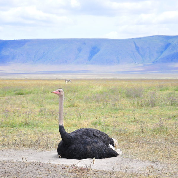 Ngorongoro Crater safari | Tanzania | Expert Africa