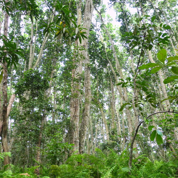 Jozani Forest Tour | Zanzibar | Expert Africa