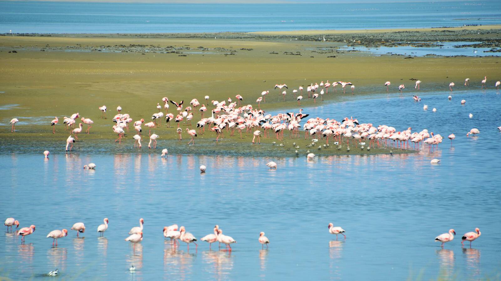 Coast and Sandwich Harbour tour | Swakopmund & Walvis Bay | Namibia ...