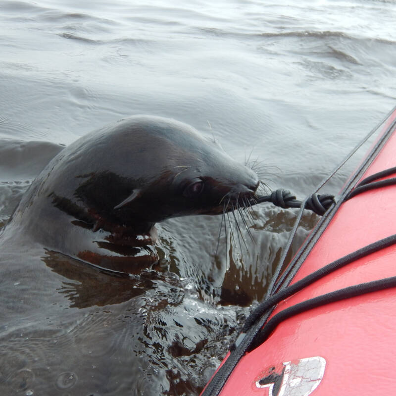 Kayaking with seals