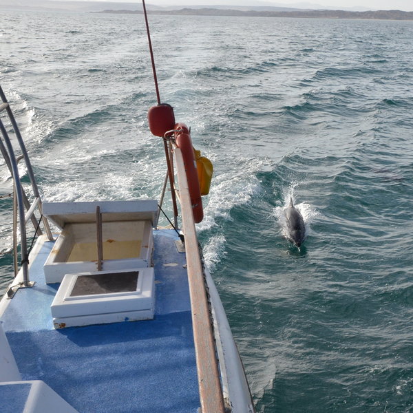 Heavyside dolphins will often accompany the boat...