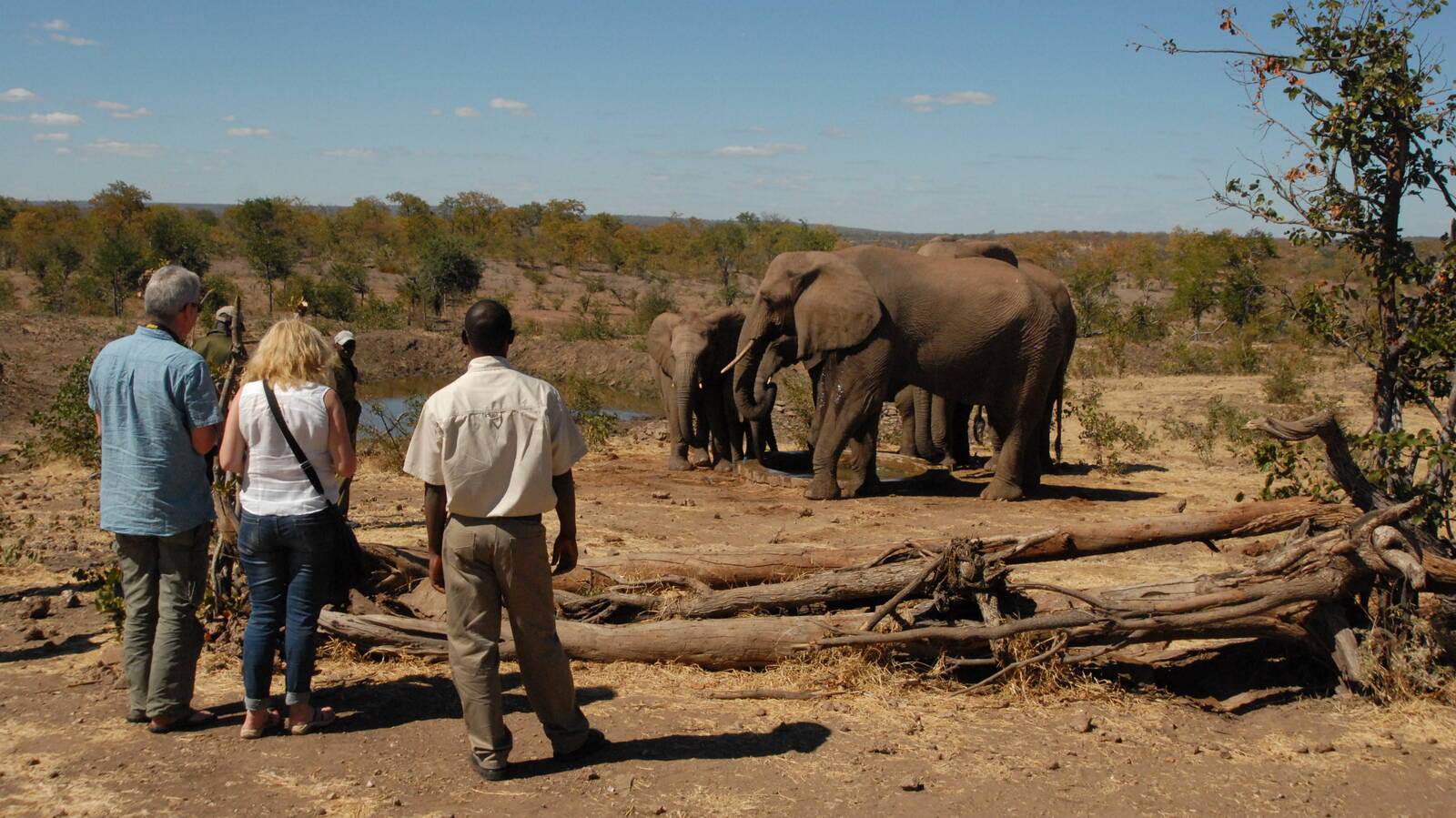 Elephant Encounter | Victoria Falls | Zimbabwe | Expert Africa