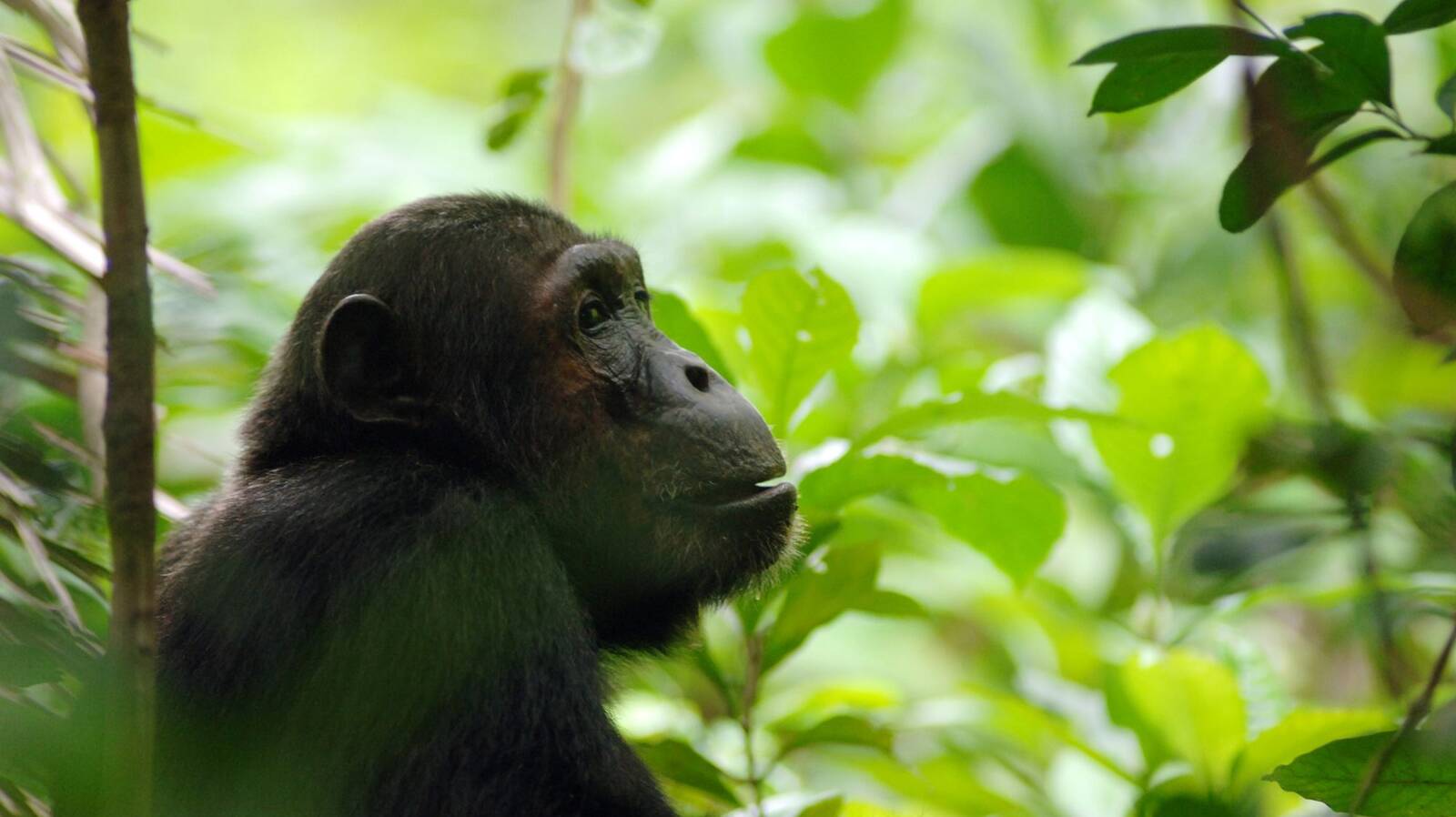 Chimpanzee Trekking Nyungwe Forest Rwanda Expert Africa 