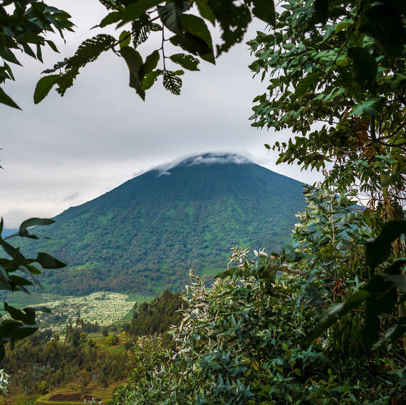 Mount Bisoke Trek