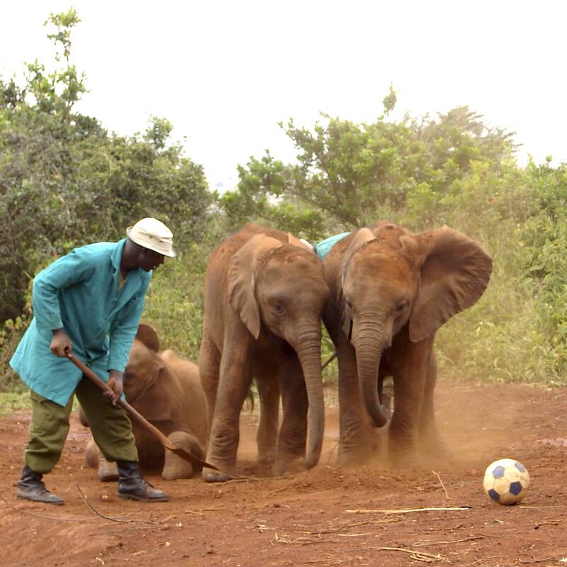 Nairobi Elephant Orphanage visit
