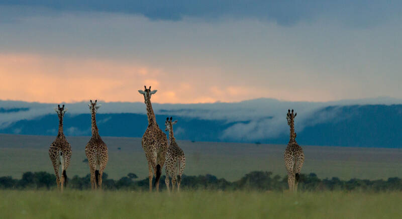 Safaris and holidays to Africa | Expert Africa