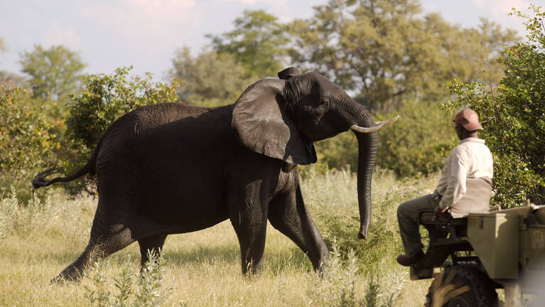 Pangolin Safari: 8-night safari in Botswana | Expert Africa