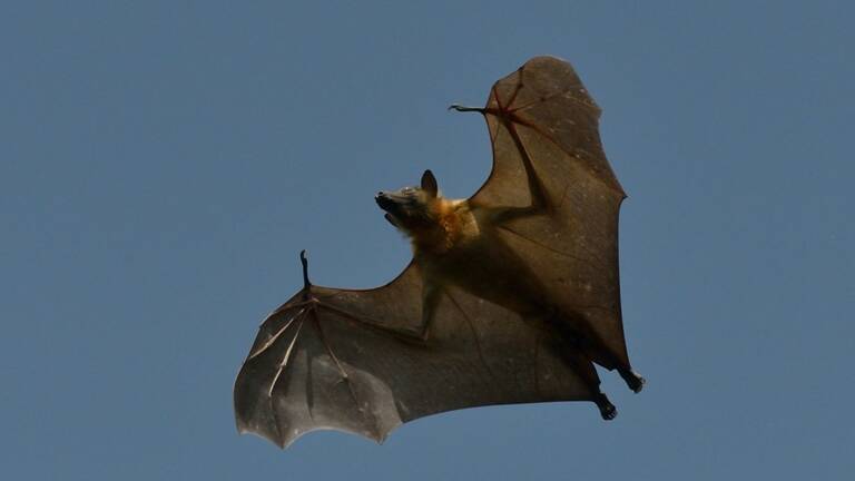 Kasanka Bat Safari in Zambia - Robin Pope Safaris