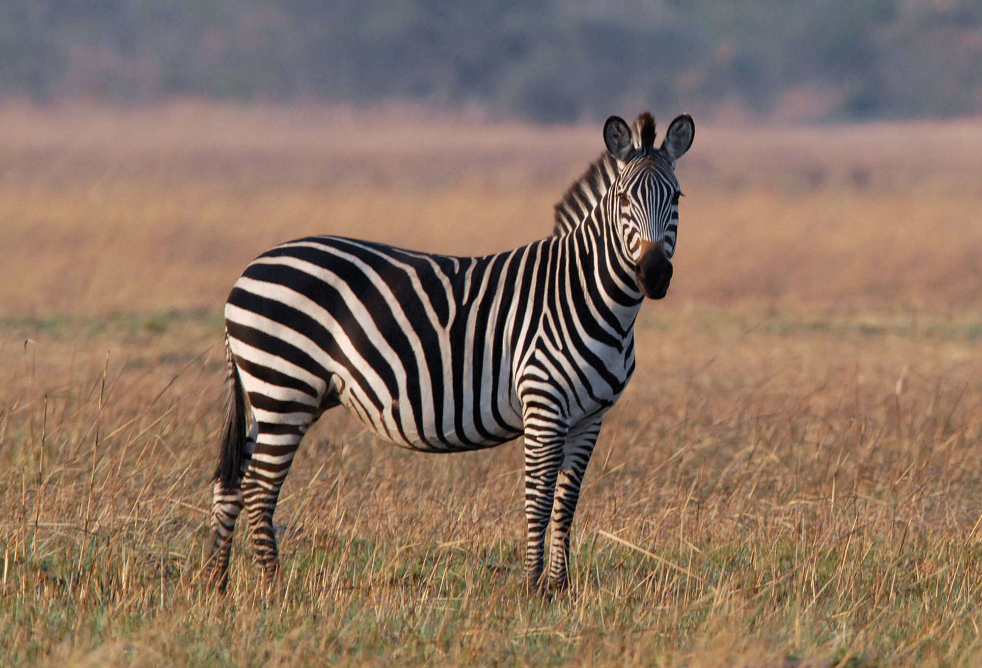 Safari to Zambia | Crawshay's Zebra Safari