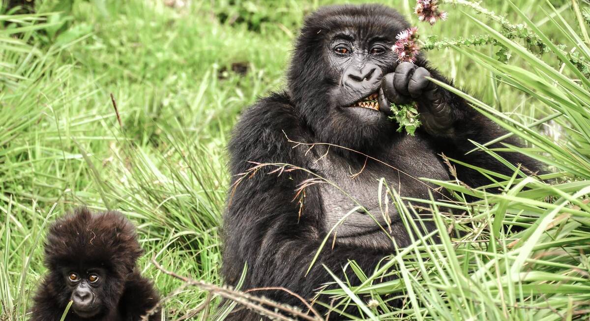 mountain gorilla safari