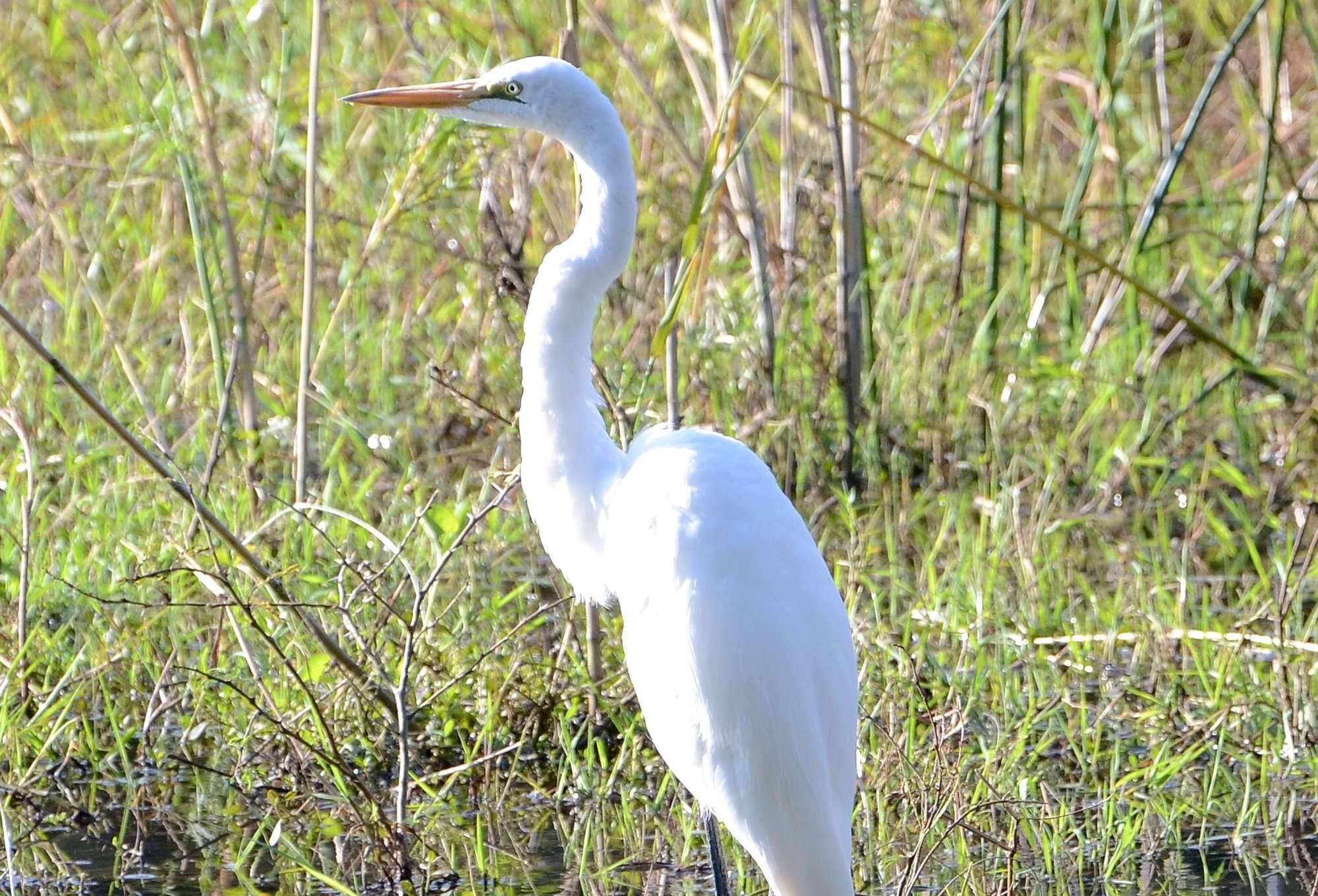 Safari to Botswana | Great Egret Safari