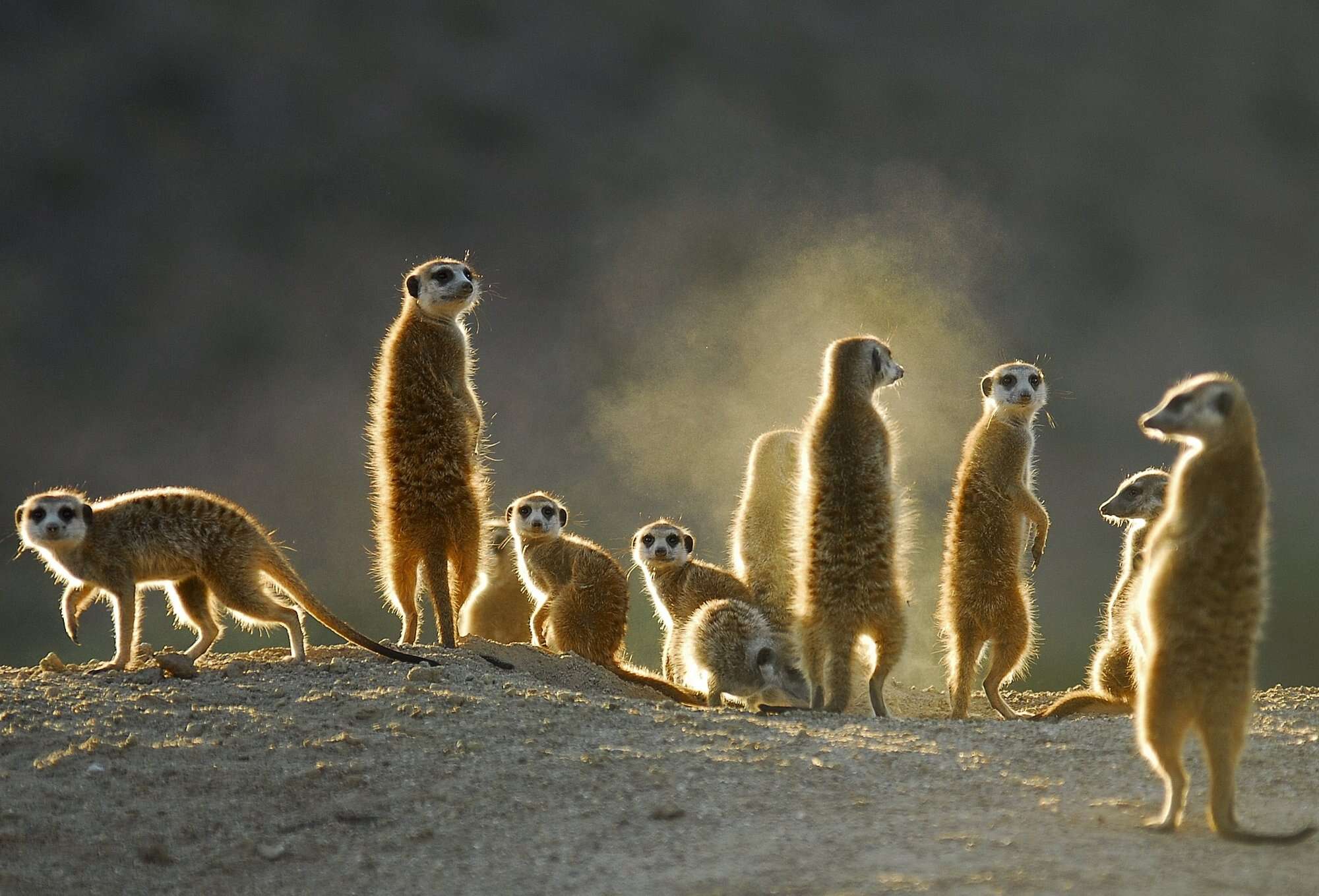 Safari to South Africa | Meerkat Self-drive Safari