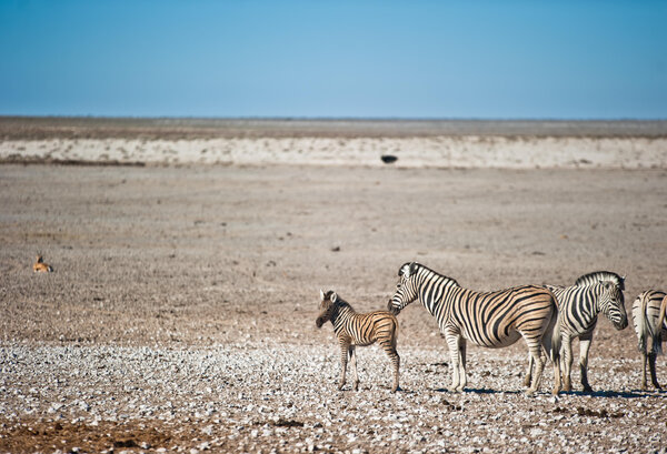 41 images of Etosha King Nehale, Namibia | Expert Africa