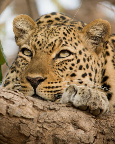 Best Wildlife Safaris in Africa | Expert Africa