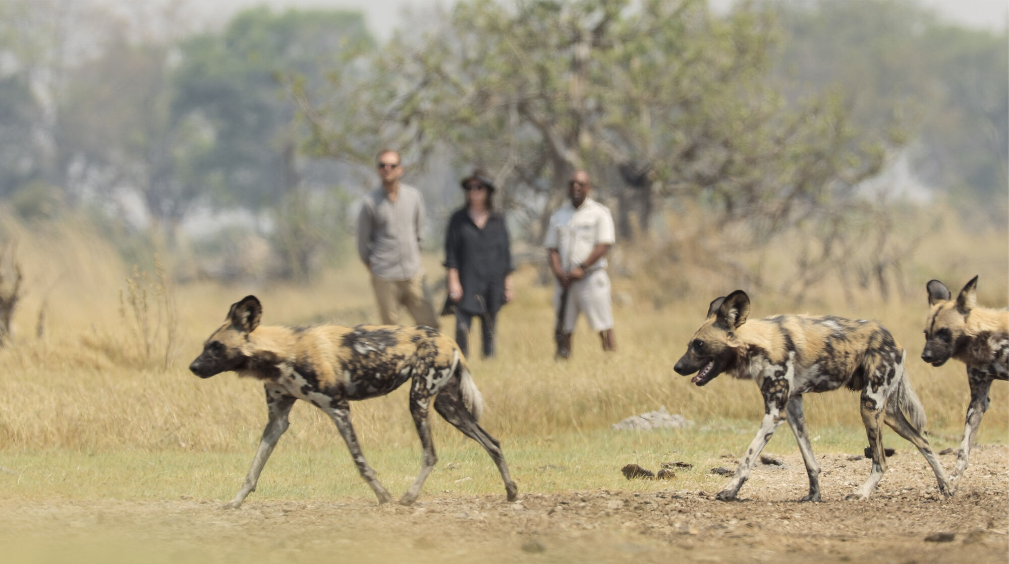 Tailor-made African safaris from the experts